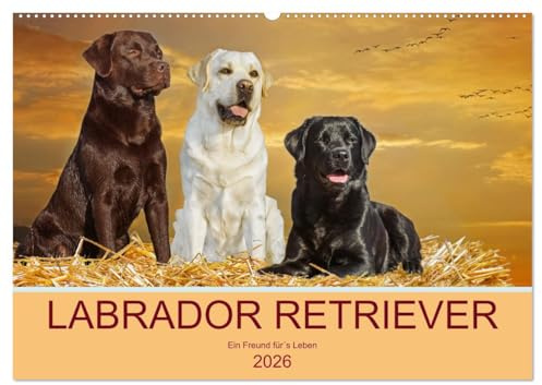 Labrador Retriever - Ein Freund für´s Leben (Wandkalender 2026 DIN A2 quer), CALVENDO Monatskalender: In 13 wunderschönen Fotos stellt die ... liebenswerte Hunderasse vor. (CALVENDO Tiere)