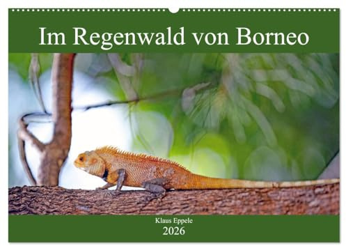 Im Regenwald von Borneo (Wandkalender 2026 DIN A2 quer), CALVENDO Monatskalender: Faszinierende Flora und Fauna hautnah erleben (CALVENDO Orte)