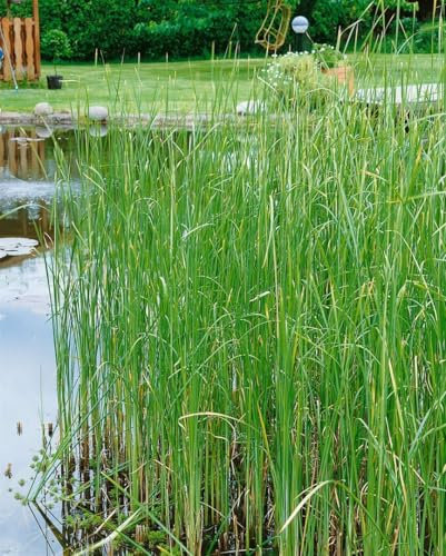 Typha laxmannii 9x9 cm Topf – Winterhart, Mehrjährig, Pflegeleicht – Schmalblättriger Rohrkolben – Teichpflanze für Teichrand & Uferzone