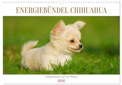 Enegiebündel Chihuahua - Temperament auf vier Pfoten (Wandkalender 2026 DIN A3 quer), CALVENDO Monatskalender: Die kleinste Hunderasse der Welt auf 13 faszinierenden Fotos (CALVENDO Tiere)