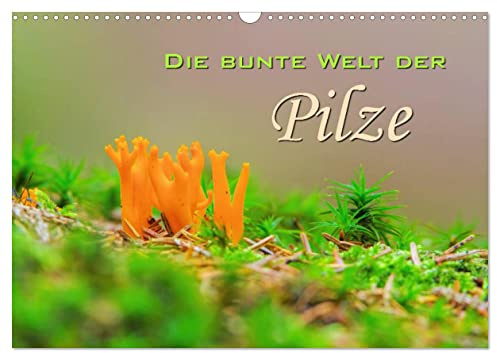 Die bunte Welt der Pilze (Wandkalender 2026 DIN A3 quer), CALVENDO Monatskalender: Aufnahmen von Waldpilzen (CALVENDO Natur)