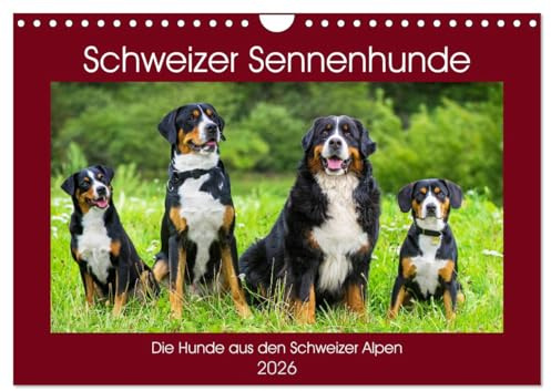 Schweizer Sennenhunde - die Hunde aus den Schweizer Alpen (Wandkalender 2026 DIN A4 quer), CALVENDO Monatskalender: Schweizer Sennenhunde in 13 faszinierenden Bildern (CALVENDO Tiere)