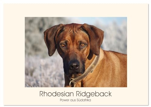 Rhodesian Ridgeback Power aus Südafrika (Tischkalender 2026 DIN A5 quer), CALVENDO Monatskalender: Faszination Ridgeback - Ein Portrait (CALVENDO Tiere)