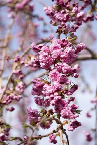 Prunus serrulata 'Kiku-shidare-zakura' 60–100 cm – Winterhart & Mehrjährig & Pflegeleicht – Hängende Zierkirsche – Zierbaum für Garten & Vorgarten