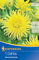 Kiepenkerl Kaktus-Dahlie Kennemerland 722002 - mehrjährige Dahlie mit leuchtend gelben Blüten und ideal für Vasenschnitt - Blumenzwiebeln, Dahlien Knollen