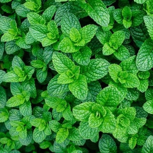 Applemint Seeds - 400 Fresh Apple Mint Herb Seeds – Plant and Grow Your Own Herbs in Greenhouse, Garden, Polytunnel, Growbags, Pots or Containers by Meldon Seeds UK
