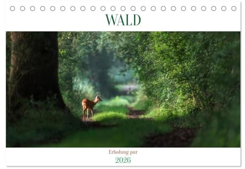 WALD Erholung pur (Tischkalender 2026 DIN A5 quer), CALVENDO Monatskalender: Der Atem der Bäume schenkt uns das Leben! (CALVENDO Natur)