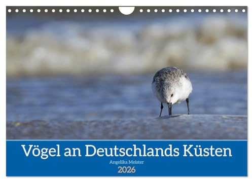 Vögel an Deutschlands Küsten (Wandkalender 2026 DIN A4 quer), CALVENDO Monatskalender: Wunderbare Aufnahmen von See- und Küstenvögeln versetzen den ... direkt an die Nordseeküste. (CALVENDO Tiere)