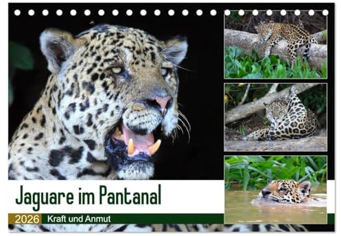 Jaguare im Pantanal (Tischkalender 2026 DIN A5 quer), CALVENDO Monatskalender: Jaguare in ihrem natürlichen Lebensraum (CALVENDO Tiere)