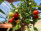 Buschtomate Bajaja 10 Samen