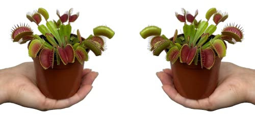 Plantas Carnívoras - Pack 2 Plantas - Venus Atrapamoscas - Dionaea Muscipula - Plantas Naturales