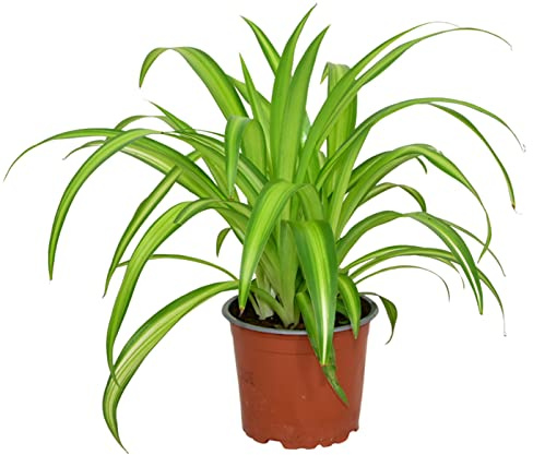 ZynesFlora Chlorophytum Comosum en pot de fleurs Ø 12 cm - Hauteur: 25 - 30 cm - La Plante Araignée d'intérieur