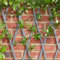 Garden Mile Treillis de jardin extensible de 1,8 m - Panneau de support en bois pour plantes grimpantes - Treillis pour fleurs grimpantes - Panneaux de clôture décoratifs pour plantes d'extérieur
