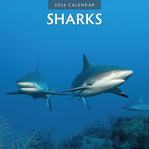 Sharks – Haie 2026 – 16-Monatskalender: Original Red Robin Publishing Ltd-Kalender [Mehrsprachig] [Kalender] (Wall-Kalender)