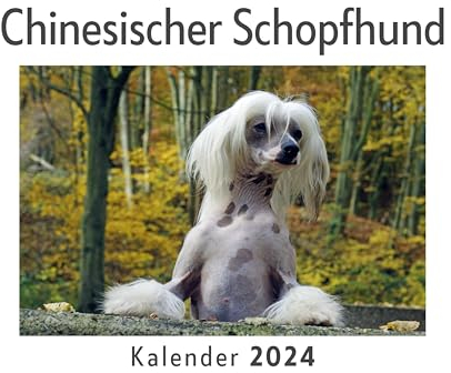 Chinesischer Schopfhund (Wandkalender 2024, Kalender DIN A4 quer, Monatskalender im Querformat mit Kalendarium, Das perfekte Geschenk)