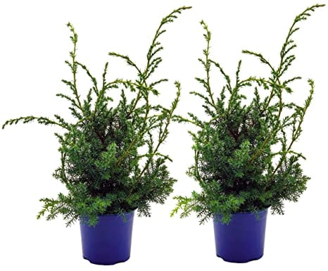 Grill - Wacholder, (Juniperus communis 'Meyer'), bekannter Wacholderstrauch, Pflanzen aus nachhaltigem Anbau (2 Pflanzen je im 13cm Topf)