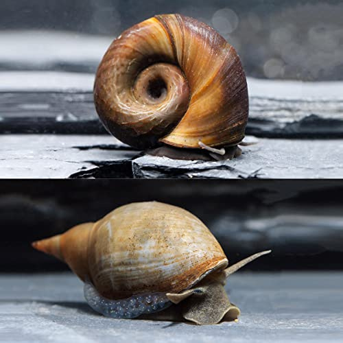 NatureHolic Bio Schlammsauger zum natürlichen Entfernen von Teichschlamm, Teichbecken I 30x Sumpfdeckelschnecke und 30x Spitzschlamm