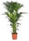 Trendyplants Howea Forsteriana Palmier Kentia Plante d'intérieur Hauteur 170-190 cm Diamètre du pot 24 cm