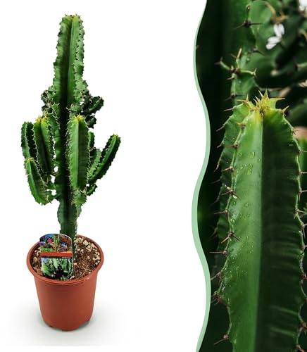 Euphorbia eritrea - Afrikanischer Milchbaum - Pflegeleicht - Grün - 50-60cm - Ø17cm - Zimmerpflanze - Immergrün