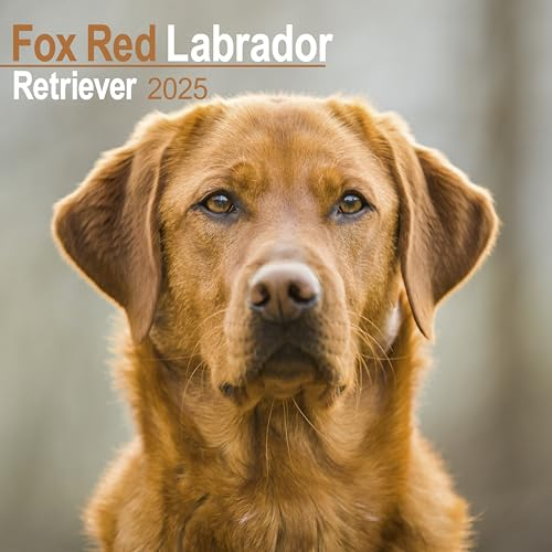Fox Red Labrador Retriever – Fuchsroter Labrador 2025 Retriever – 16-Monatskalender: Original Avonside-Kalender [Mehrsprachig] [Kalender] (Wall-Kalender)