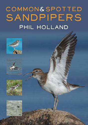 Common & Spotted Sandpipers