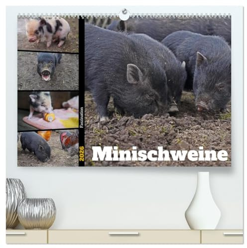Faszination Minischweine (hochwertiger Premium Wandkalender 2026 DIN A2 quer), Kunstdruck in Hochglanz: Minischweine in privater Haltung (CALVENDO Tiere)