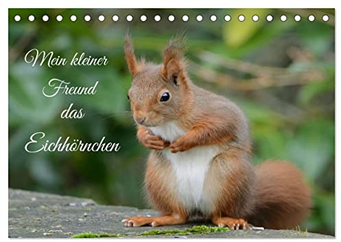 Mein kleiner Freund das Eichhörnchen (Tischkalender 2026 DIN A5 quer), CALVENDO Monatskalender: Eichhörnchen - nicht einfach zu fotografieren (CALVENDO Tiere)