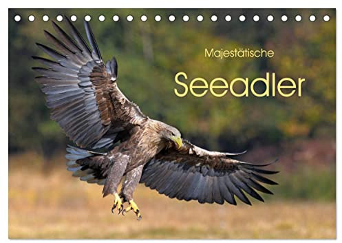 Majestätische Seeadler (Tischkalender 2026 DIN A5 quer), CALVENDO Monatskalender: Deutschlands größter heimischer Greifvogel (CALVENDO Tiere)