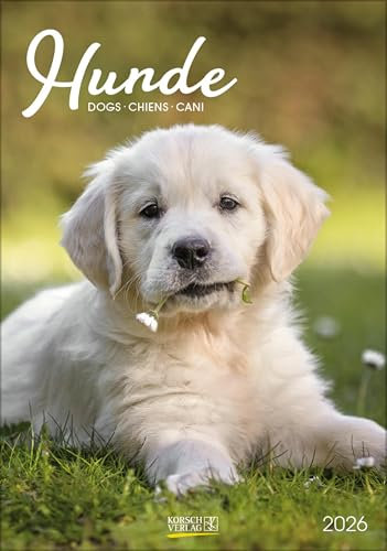 Hunde 2026: Wandkalender mit Fotos von Hunden. Format 23,5 x 33,5 cm.
