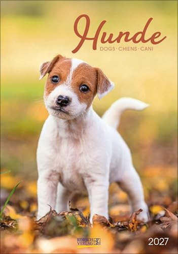 Hunde 2027: Wandkalender mit Fotos von Hunden. Format 23,5 x 33,5 cm.