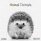 Animals 2024: Kalender 2024 (Wonderful World)