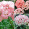 Haloppe 20 Stücke Pelargonium Blumen Pflanzen Samen für Hausgarten Pflanzen, Geranium Pelargonium Blumensamen Topf Balkon Hausgarten Dekor Pflanze