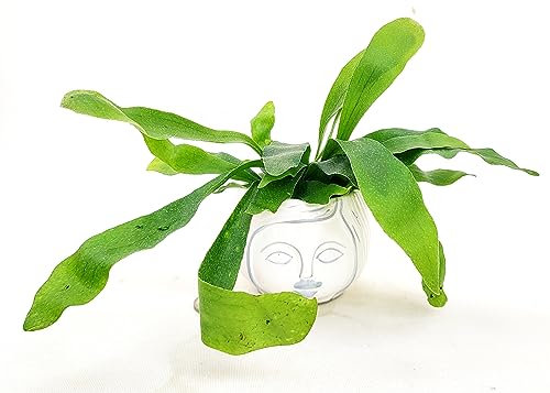 POWERS TO FLOWERS - PLATYCERIUM ALCICORNE MINI IN VASO CERAMICA SIGNORINA, IDEALE PER SCRIVANIA, pianta vera