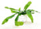 POWERS TO FLOWERS - PLATYCERIUM ALCICORNE MINI IN VASO CERAMICA SIGNORINA, IDEALE PER SCRIVANIA, pianta vera
