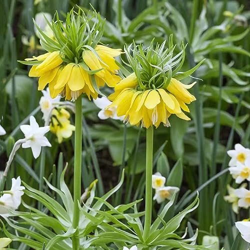 3 pcs kaiserkronen - zwiebeln zimmerpflanze blumenzwiebeln frühblüher Fritillaria, hochbeet balkon frühlingsblüher zwiebeln plants blumenzwiebel winterharte stauden mehrjährig topfpflanzen
