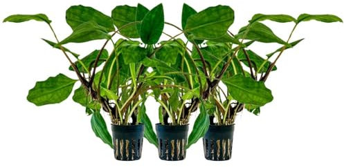 AquaOne Aquarium 3 Stück Pflanze Lagenandra sp Green I Wasserpflanze Aquariumpflanze Mittelgrund Vordergrund voll durchwurzelt Aquascaping Dekoration