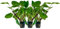 AquaOne Aquarium 3 Stück Pflanze Lagenandra sp Green I Wasserpflanze Aquariumpflanze Mittelgrund Vordergrund voll durchwurzelt Aquascaping Dekoration