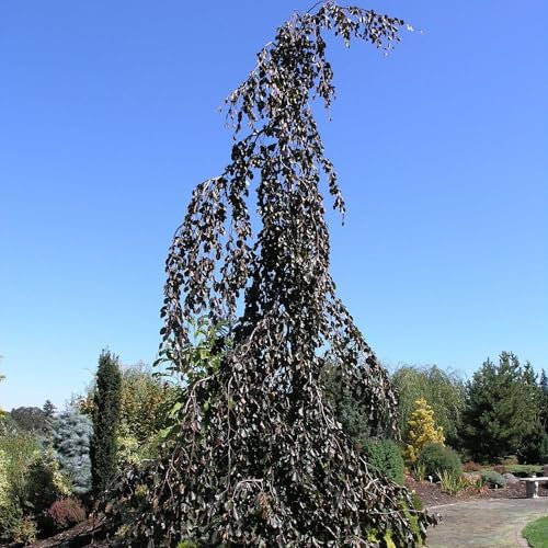 Vivai le Georgiche - Pianta vera di Fagus sylvatica Purple Fountain - altezza alla vendita 100-120 cm