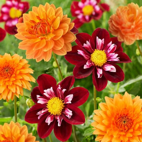 2 x Dahlia Honey Trap – Mix of Fiery Red & Vibrant Orange Blooms – Adds Drama to Your Landscape – Summer Flowering Bulbs – Perennials – for Your Beautiful Garden