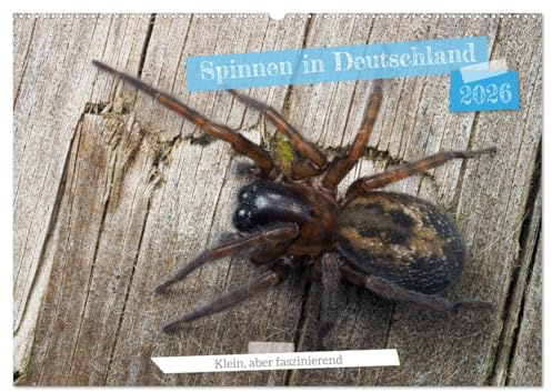 Spinnen in Deutschland (Wandkalender 2026 DIN A2 quer), CALVENDO Monatskalender: Naturwunder ganz nah: Spinnenkalender für Dein Zuhause. (CALVENDO Tiere)