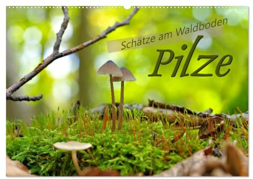 Pilze - Schätze am Waldboden (Wandkalender 2026 DIN A2 quer), CALVENDO Monatskalender: Pilze - Begleiter durch den bunten Herbst (CALVENDO Natur)