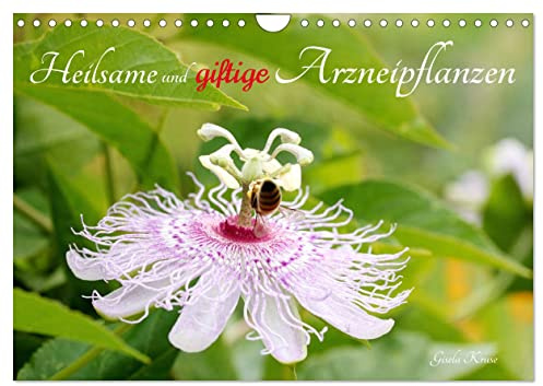 Heilsame und giftige Arzneipflanzen (Wandkalender 2026 DIN A4 quer), CALVENDO Monatskalender: Blühende Heilpflanzen wunderschön porträtiert, mit einer ... ihrer Wirkweisen (CALVENDO Gesundheit)