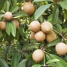 Seltene Sapodilla Obstbaum-Samen 30 PC-Herz-Frucht für Breiapfelbaum Japanischer Garten Pflanze Süße Form wie ein Mango.fruit 10