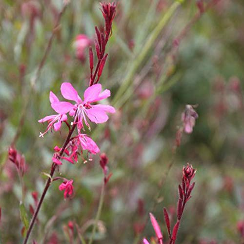 6 x Prachtkerze 'Siskiyou Pink' - Gaura Lindheimeri 'Siskiyou Pink' Topf 9x9cm: Zartrosa Blüten, lange Blütezeit, ideal für sonnige Beete.