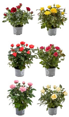 Rosales Miniatura Pack de 6 Plantas con Flores de Colores