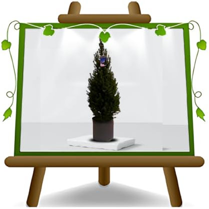 Picea Glauca Conica o Abeto Canadiense en maceta de 22 cm Altura: 70~80 cm - Planta ornamental o árbol de Navidad real