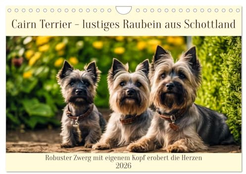 Cairn Terrier - lustiges Raubein aus Schottland (Wandkalender 2026 DIN A4 quer), CALVENDO Monatskalender: Robuster Zwerg mit eigenem Kopf erobert die Herzen (CALVENDO Tiere)
