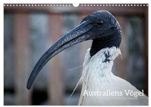 Australiens Vögel (Wandkalender 2026 DIN A3 quer), CALVENDO Monatskalender: Die wunderbare Vielfalt der australischen Vögel. (CALVENDO Tiere)