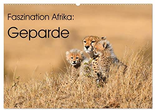 Faszinaton Afrika: Geparde (Wandkalender 2026 DIN A2 quer), CALVENDO Monatskalender: Die eleganten Großkatzen in ihrem natürlichen Lebensraum in Afrika (CALVENDO Tiere)