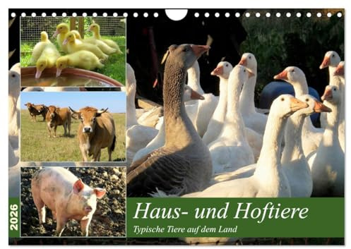 Haus- und Hoftiere (Wandkalender 2026 DIN A4 quer), CALVENDO Monatskalender: Typische Tiere auf dem Land (CALVENDO Tiere)